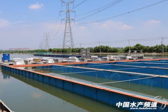 农村鱼塘养鱼新模式,一亩鱼塘规模化养鱼