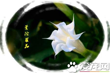 曼陀罗有什么功效,曼陀罗的功效与后遗症