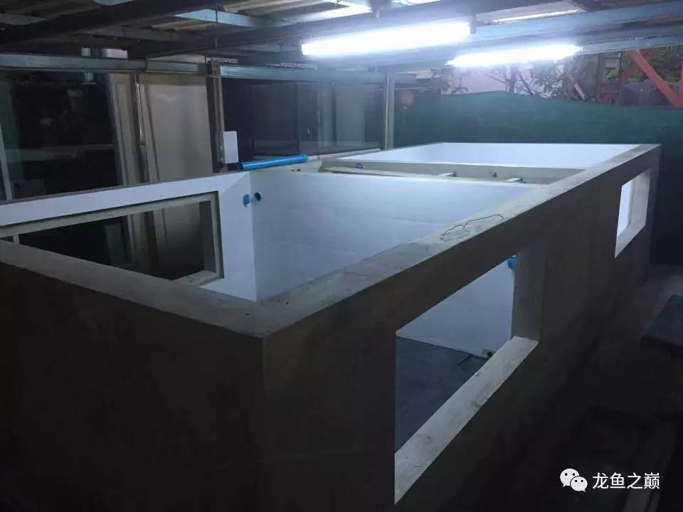 被龙鱼驱赶，哭！