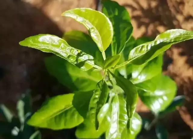 柑橘开春虫害用药,柑橘开春用什么药防虫害