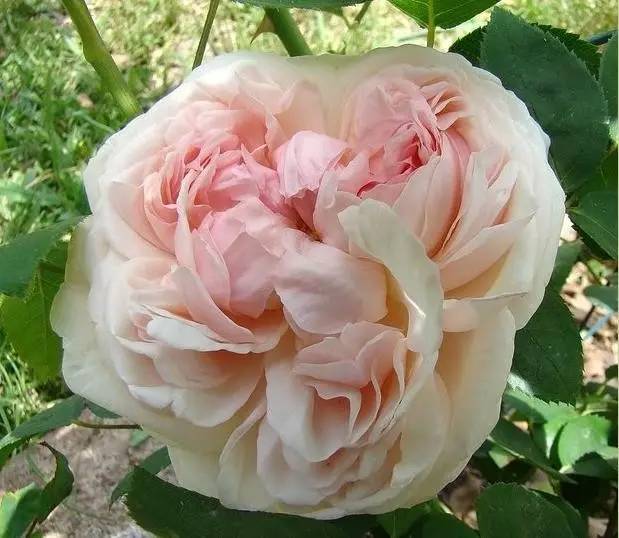 情人节假花蓝色妖姬,情人节卖荧光玫瑰