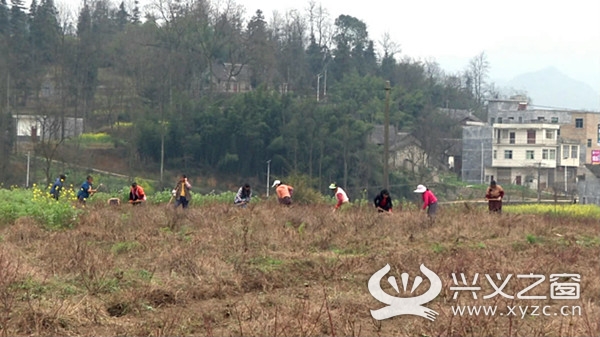 种植玫瑰助力乡村振兴,兴仁市新龙场镇玫瑰花基地