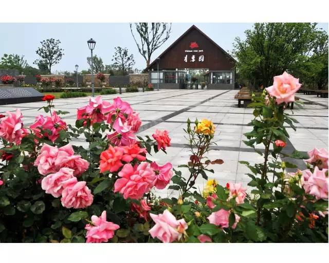 在春天赴一场樱花的约会,在春天去赴一场与花海的约会