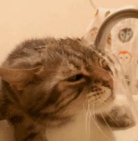 急性胆囊炎一日食谱,急性胆囊炎能不能吃苦瓜