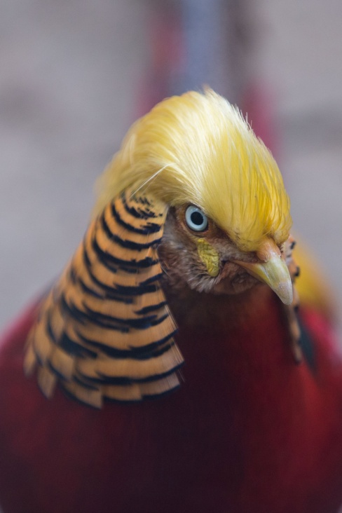 鸡为什么是最富裕的生肖,看似很弱鸡其实很猛的生肖