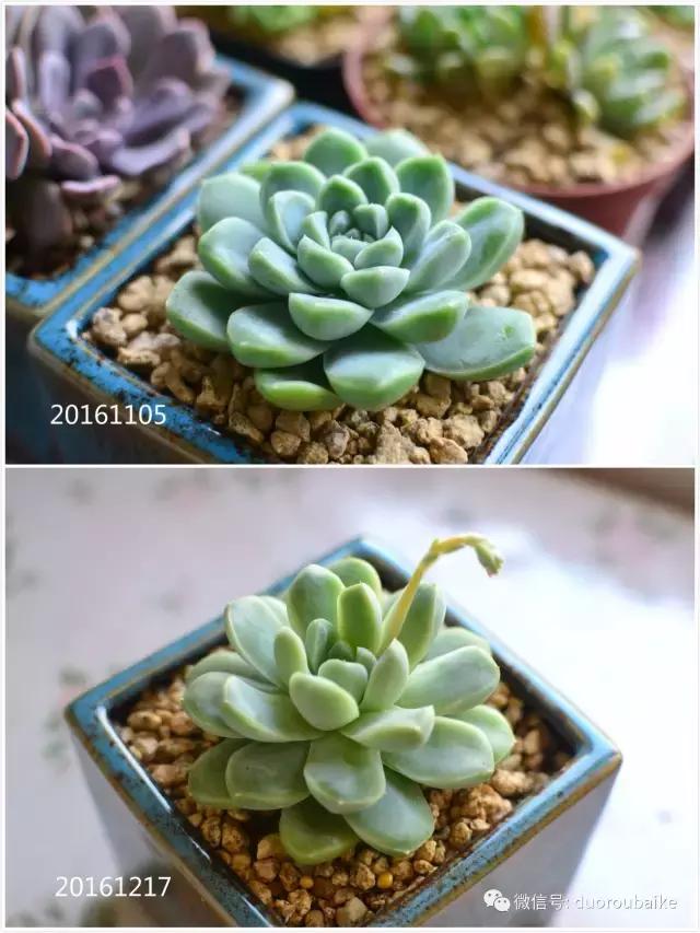 广西南宁适合养的多肉,广西南宁多肉博主