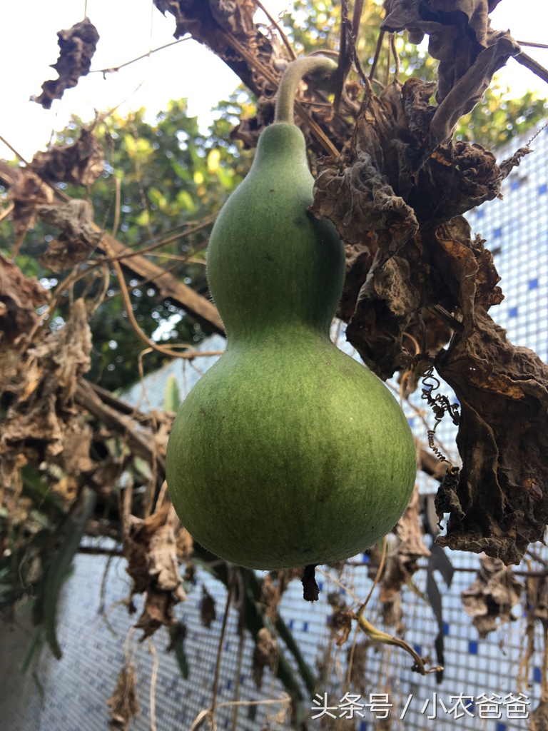 适合深圳种植的植物,深圳适合种植的植物
