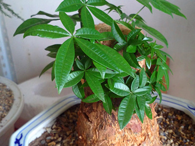 发财树怎么养才要浇水,发财树需要怎么浇水