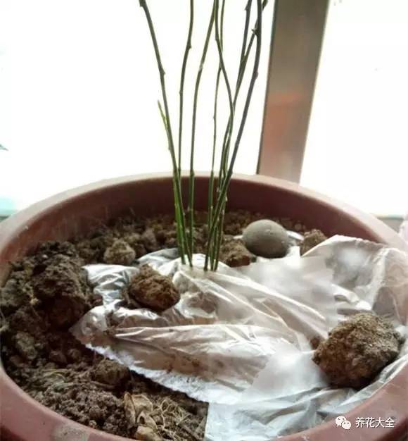 绿萝瀑布吊兰,养花吊兰绿萝