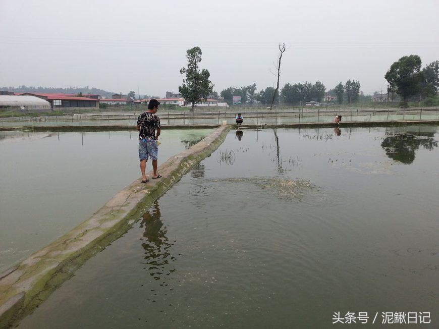买泥鳅苗被骗,购买泥鳅苗