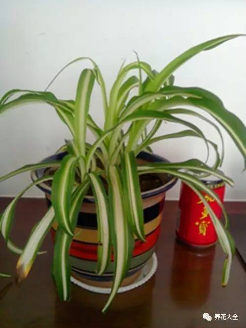 养花小技巧牡丹吊兰图解,绿萝吊兰怎么养成瀑布