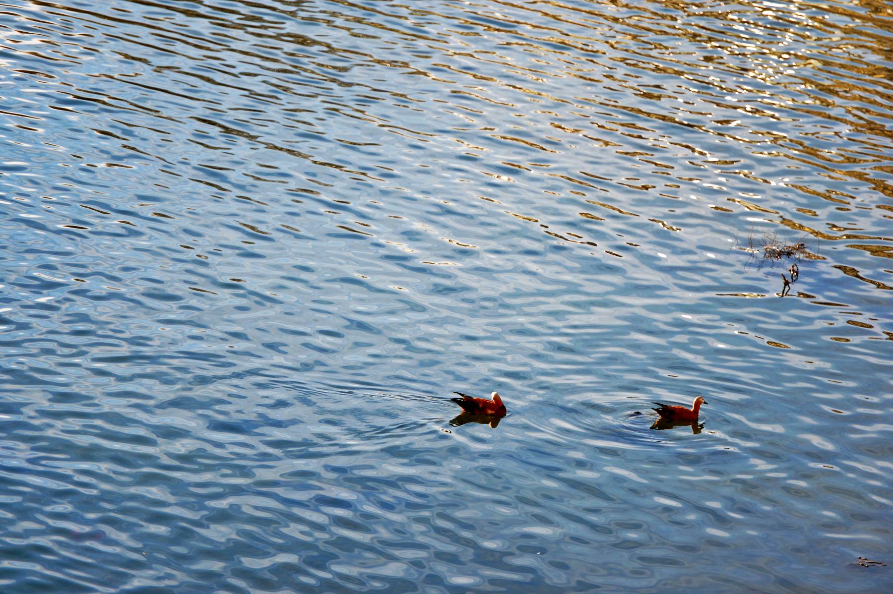 河道被挖开,被挖出来的河