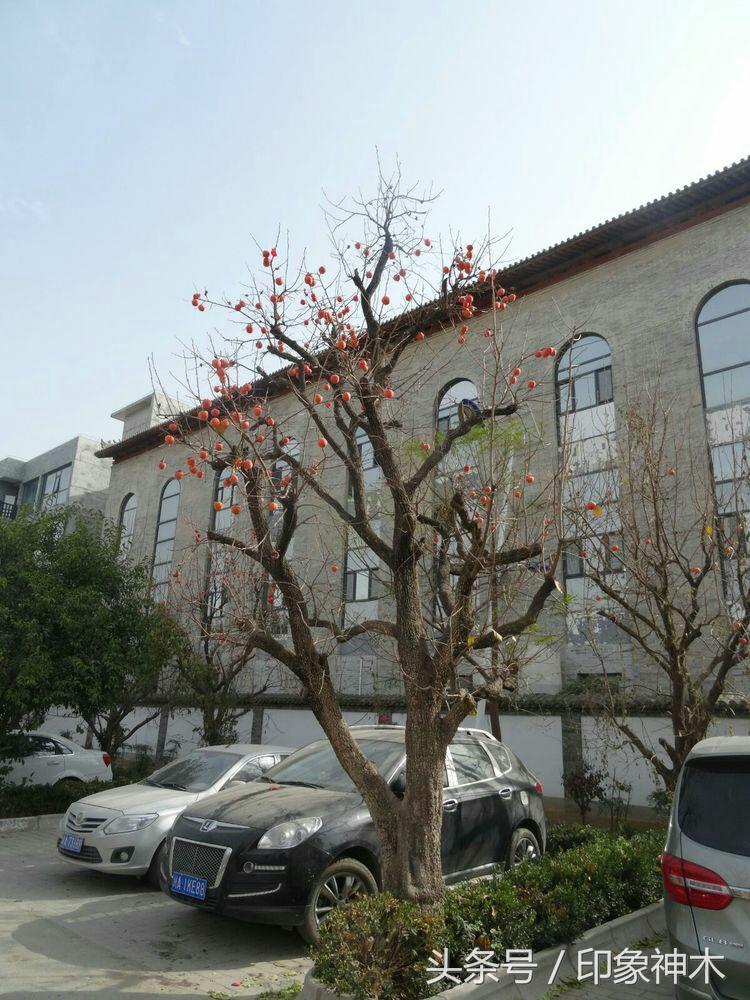 陕北俊俏女子勇闯袁家村大嘴吃四方