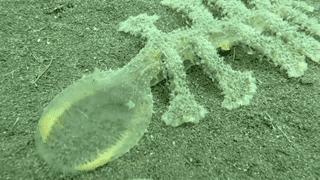 变性、伪装、雌雄同体--谁是微距世界的奇葩?