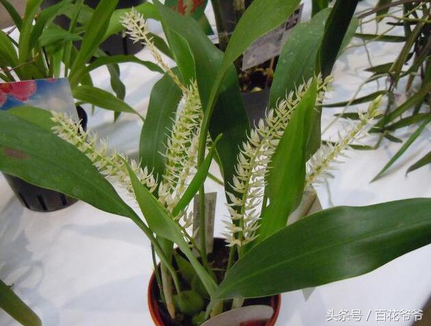 吸收甲醛最佳的十种植物,吸收甲醛最佳的十种植物排行榜