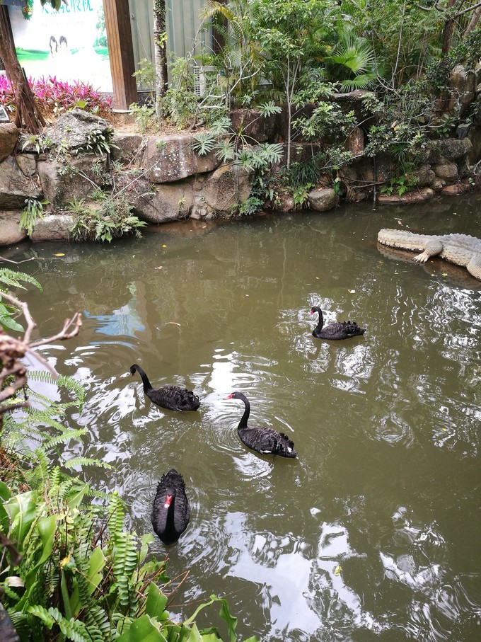 三亚旅游美食攻略大全,三亚美食美篇