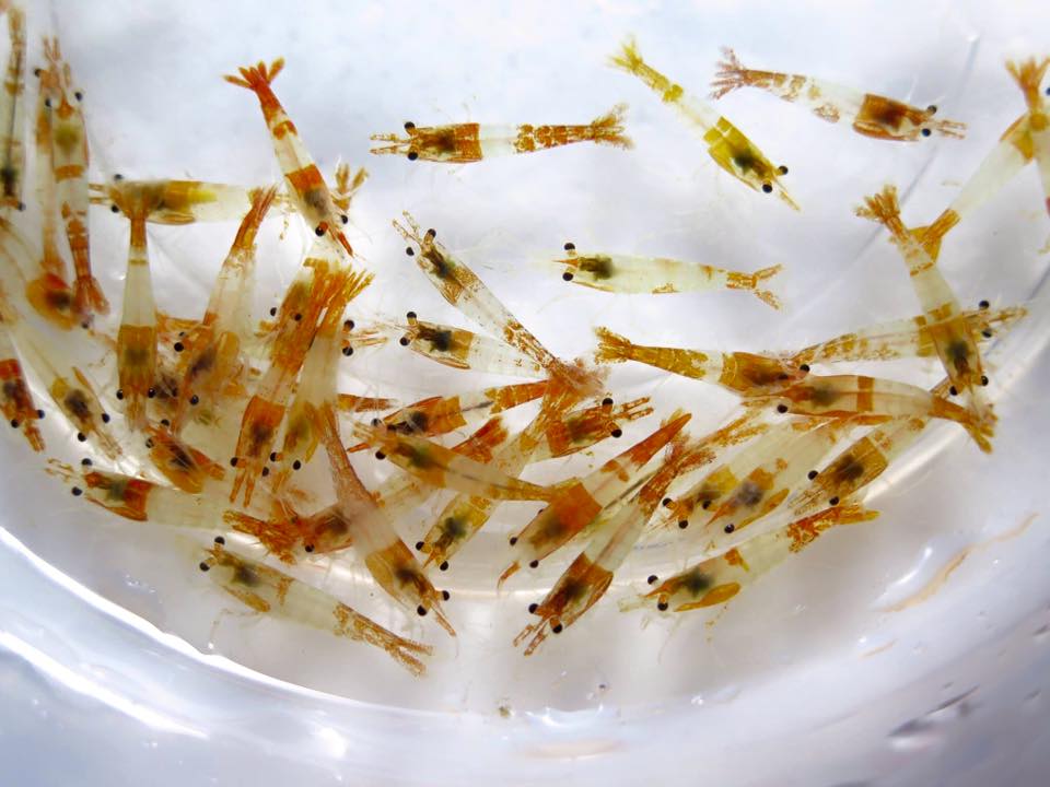 家庭养虾有成功的吗,家庭养观赏虾视频