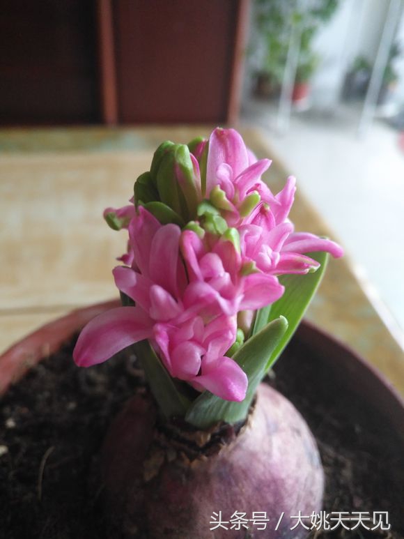 看完这些再决定要不要养猫吧,学会这几招还怕风信子养不活