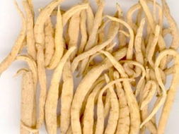 参有哪些种类各有啥不同,常见参的种类及图片