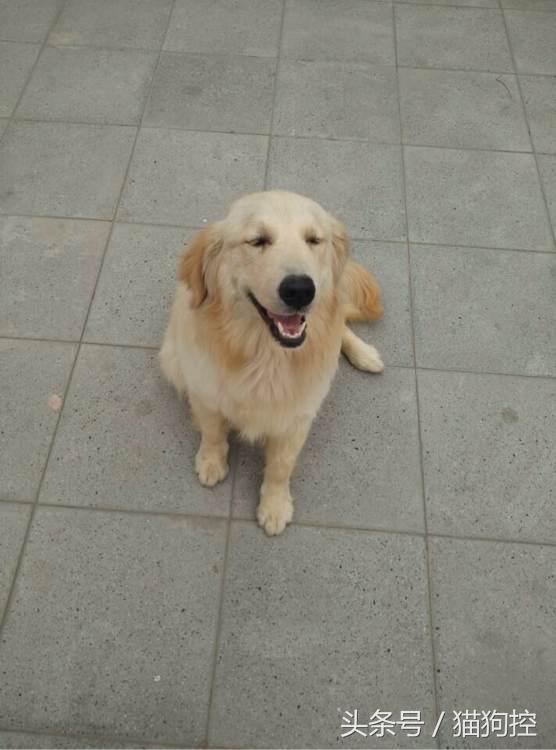 发现金毛在冰箱里偷吃,回来发现金毛嘴肿了