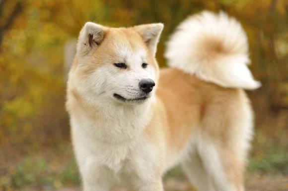 中国本土的田园犬土狗有几个品种,世界上最适合人养的狗中华田园犬