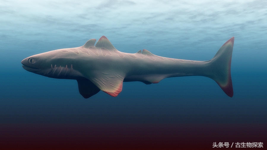 裂口鲨视频,裂口鲨完整视频