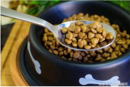 比熊拉大便拉不干净怎么办,比熊拉得稀便里有血丝