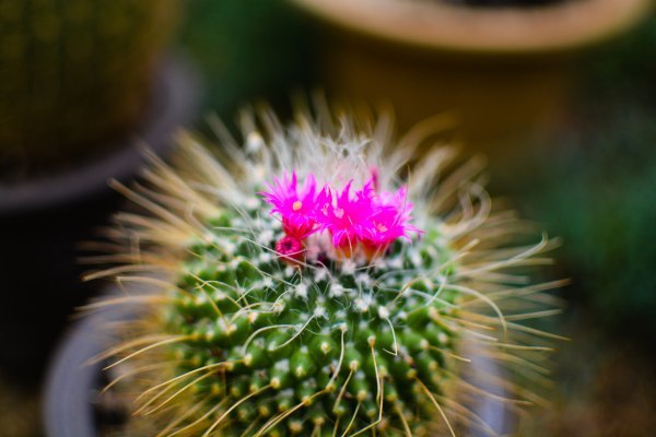 盆栽国色天香,国色天香立春