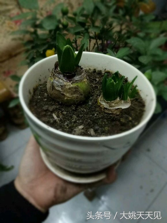 看完这些再决定要不要养猫吧,学会这几招还怕风信子养不活