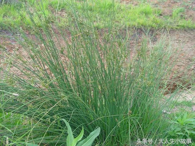 十二生肖男专属幸运花卉,12生肖最佳姻缘表