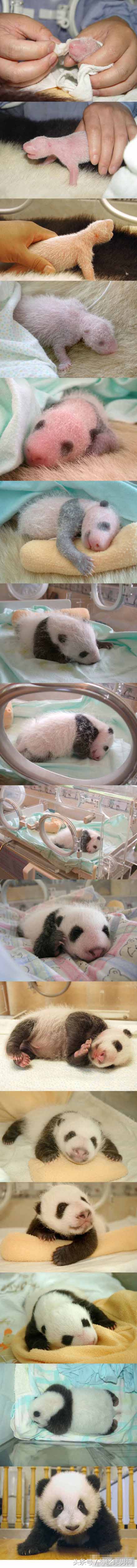 从来没有化过妆玩cos,从没见过这么小众的cos