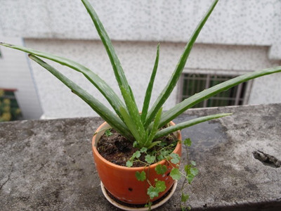 芦荟剪下来的头几天可以生根浇水,芦荟盆栽怎么养多久浇水一次