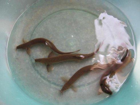 马桶堵住了最快的解决办法,马桶堵住了冲不下去有什么办法