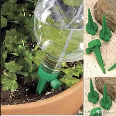 盆栽植物自动浇水技巧,常见植物浇水的正确方法