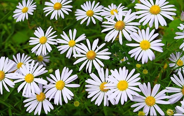 农村路边常见的中草药你认识几种,农村常见中草药盘点