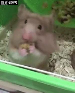 仓鼠吃得特别胖两颊塞满食物,小仓鼠有没有吃多被撑死的
