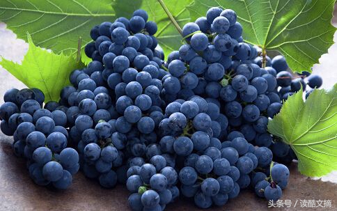 花青素的十大作用功效,每天补充100毫克花青素的好处