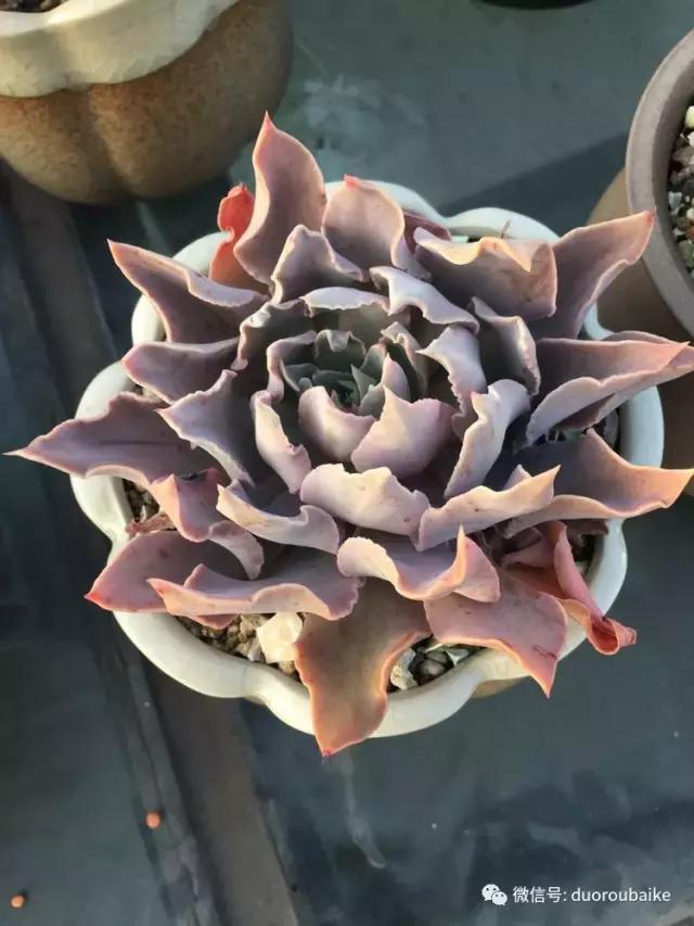 多肉是黯淡生活里的良药,多肉是解决烦恼和疲惫的良药