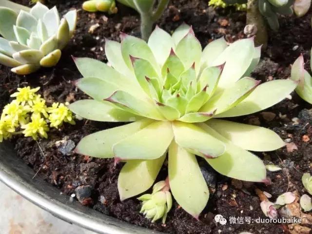 效果感人的多肉对比：终于等到你，还好我没放弃！