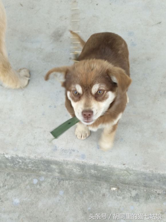 200元买了一只哈士奇,回来后却总感觉不对劲,难道买错狗了?