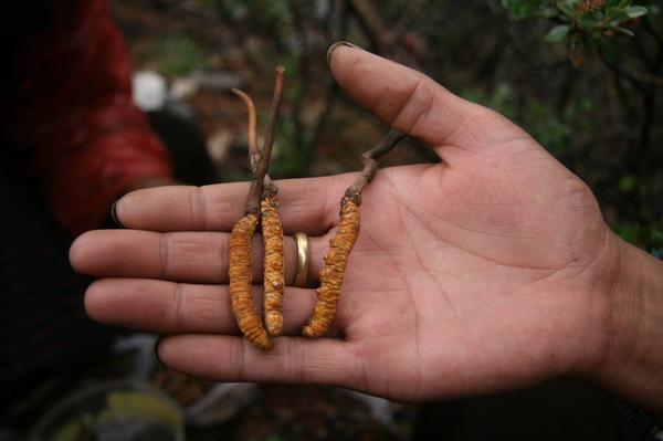 重口味！丧心病狂的人们捉摸出的吃虫*法大**