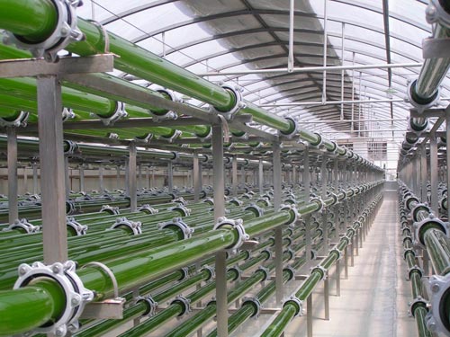 天天吃以色列黄瓜 (以色列黄瓜怎么吃)