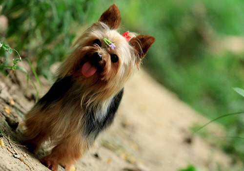 普遍的狗狗品种大全及图片,所有狗狗品种集合大全