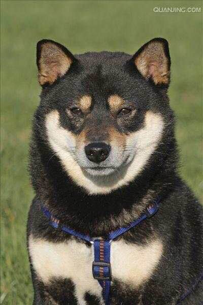 普遍的狗狗品种大全及图片,所有狗狗品种集合大全