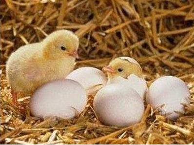 雏鸡糊肛最佳防治方法,10天左右雏鸡糊肛多久可自愈