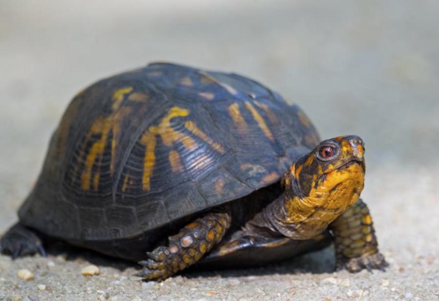 解梦梦见乌龟是什么兆头,白天做梦梦到乌龟是什么预兆