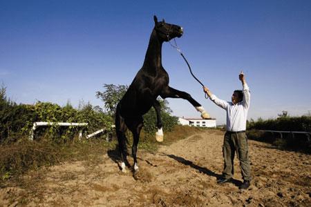 外国真品汗血宝马,汗血宝马多少钱一匹在美国