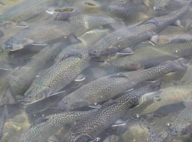 去澳洲可以带哪些食品,可以带什么土特产到澳洲