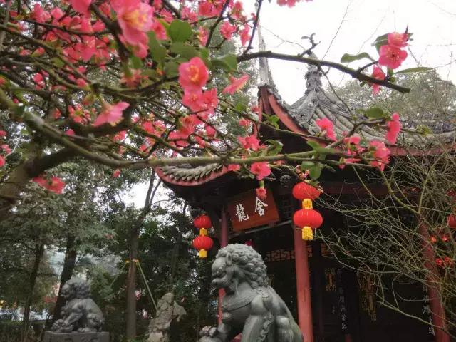 鑺辨捣閲嶇鏉ヨ,鑺辨捣鏉ヨ