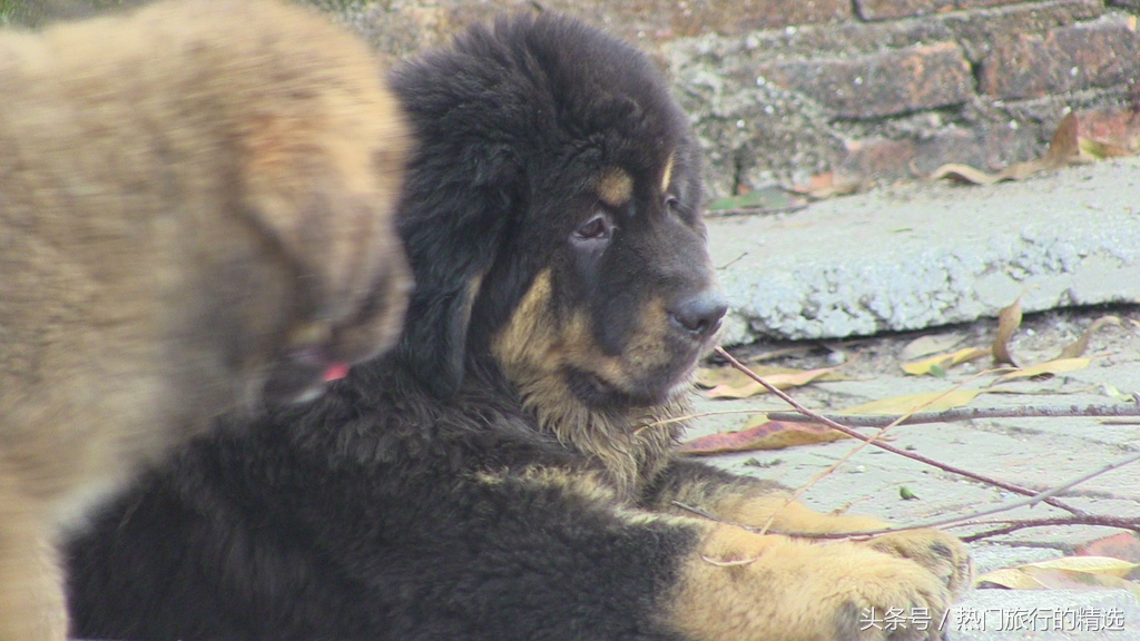 “丑陋”的养獒人,本末倒置,混淆黑白,任意改变藏獒物种的基因